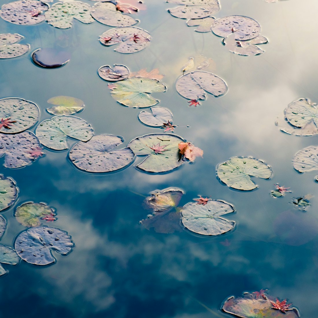 A still pond at dawn